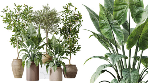 AV Indoor plants set 181 Alocasia Elefantenohr Wentii and Briful Pachira Aquatica Grand Artificiel and Olive Elegant Mission