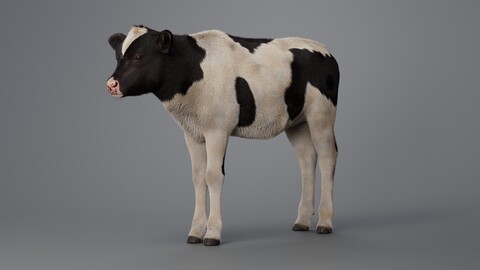 Realistic Cow Calf With Fur Rigged