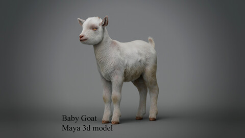 Realistic Baby Goat With Fur Faceial rig