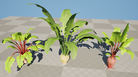 High-Detail Beetroot Plant 3D Asset