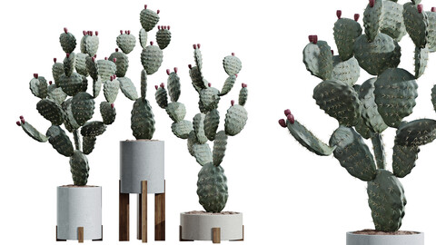 AV HousePlants Cactus Opuntia Tree