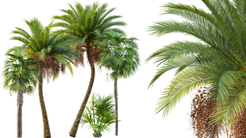 AV Sabal Palmetto Cabbage Palm and Phoenix Sylvestris Fruit palm tree