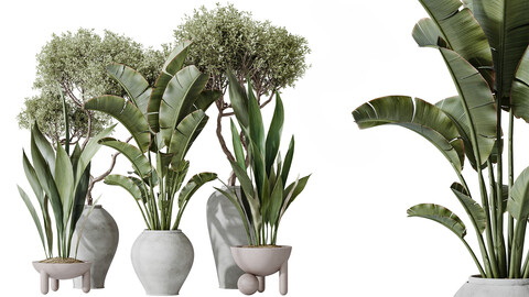 AV Indoor plants set 183 Mission Arbequina Olive and Aspidistra Elatior Cast iron and Ravenala Banana Strelitzia Nicolai