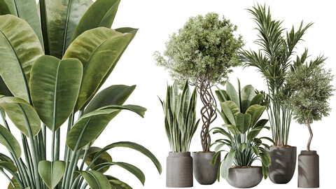 AV Indoor plants set 182 Areca Majesty Palm and Ficus Elastica Robusta and Olive Elegant Mission and Green Sansevieria