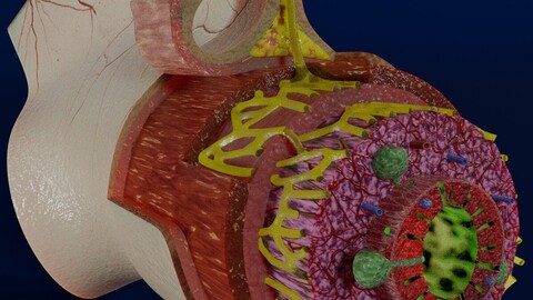 Intestinal wall layers anatomy labelled