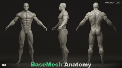 Base Mesh - Anatomy Male