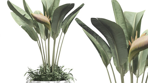 Strelitzia reginae and banana plant