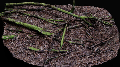 forest ground tree mossy branches debris pt6 photogrammetry