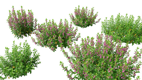 (Highpoly+Low Poly) Teucrium chamaedrys - wall germander