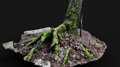 forest ground tree mossy roots debris pt7 photogrammetry