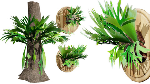 Staghorn Fern 3D Model