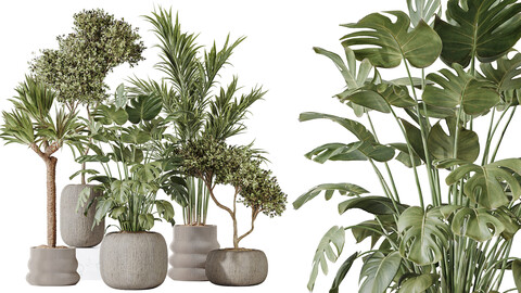 AV Indoor plants set 183 Olive Tree and Yucca Elephantipes Gigantea and Areca Palm and Giant Monstera Deliciosa