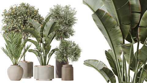 AV Indoor plants set 185 Olive Elegant Mission and Mandarin Citrus Fruit Orange Tree and Areca Palm and Ravenala Banana Strelitzia Nicolai