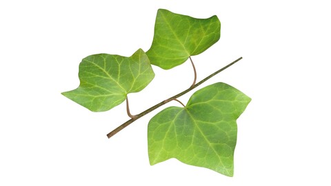 Ivy Leaf