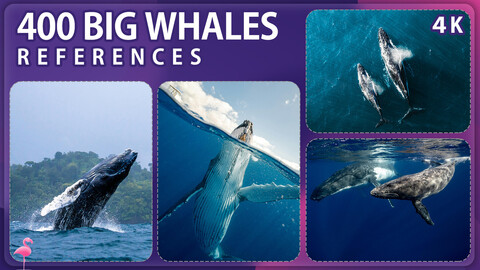 400 Big Whales Image Reference Pack – Vol 1