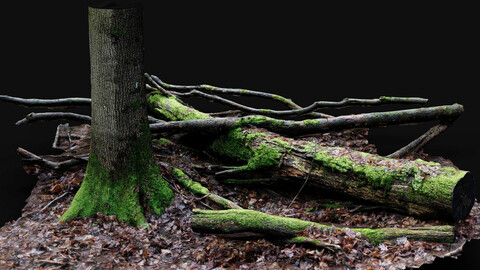 forest ground trees mossy trunks debris pt9 photogrammetry