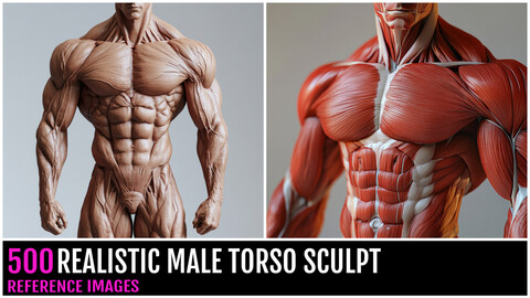 500 REALISTIC MALE TORSO SCULPT