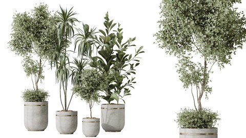 AV Indoor plants set 187 Mission Kalamata Arbequina Olive and Lemon Lime Cane Dragon and Ficus Microcarpa Moclame