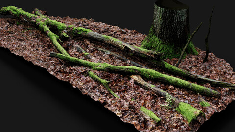 forest ground mossy tree branches debris pt11 photogrammetry