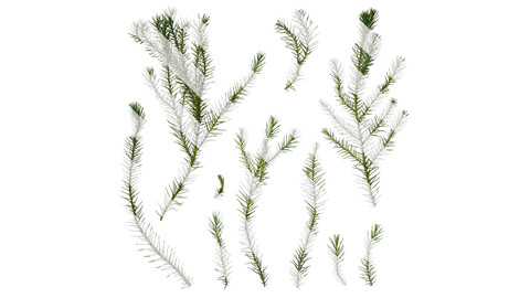 Anydrafts Cryptomeria fortunei Atlas 06 Texture