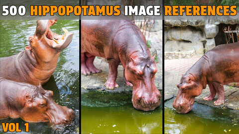 500 Hippopotamus Photo References - Vol 1