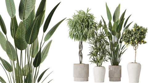 AV Indoor plants set 190 Mandarin Citrus Fruit Lemon and Ficus Binnendijkii and Lemon Lime Cane Dragon and Bird Of ParadiseBird