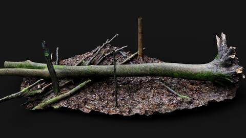 forest ground mossy tree trunks debris pt12 photogrammetry