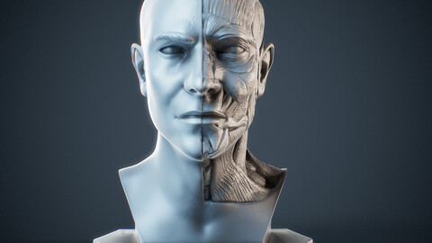 Face Ecorchè Print (For 3D Printing and Visualization)