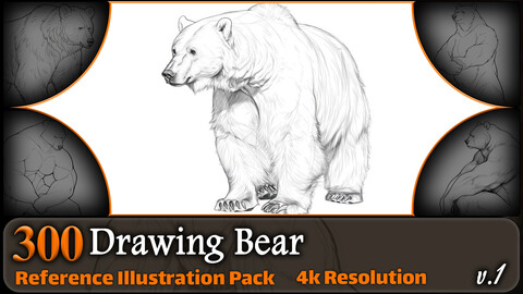 300 Drawing Bear Reference Pack | 4K | v.1