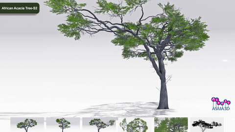 African Acacia Tree-S2