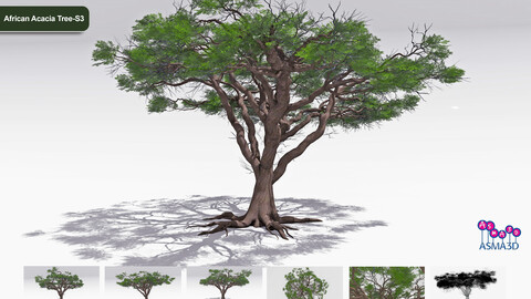 African Acacia Tree-S3