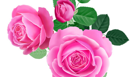 Beautiful Pink Roses Bouquet, Full Bloom, Green Leaves, EPS File