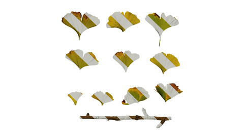 Anydrafts Ginkgo biloba Leaf 01 Texture