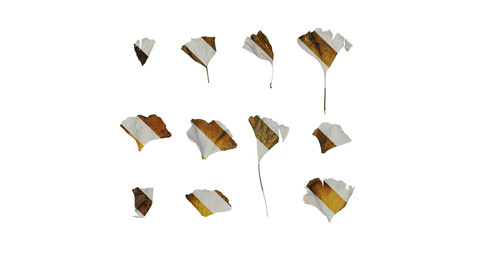 Anydrafts Ginkgo biloba Leaf 02 Texture