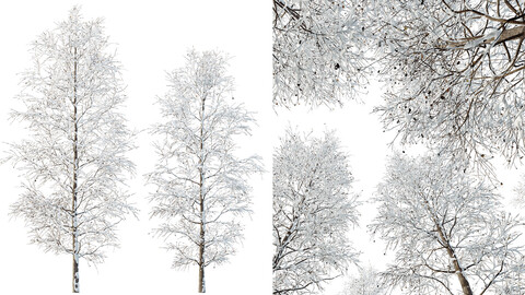 AV Plants Carpinus Betulus Winter Snow