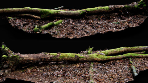 forest ground mossy tree trunk debris pt13 photogrammetry