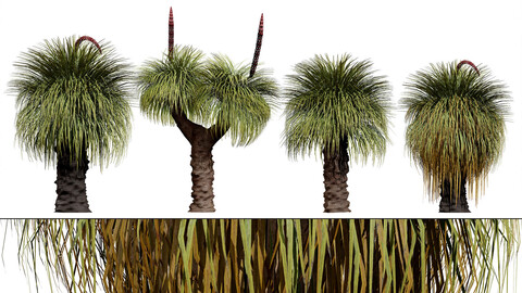 Australian Xanthorrhoea Pack