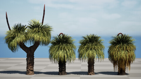 Realistic Xanthorrhoea Australis 3D Collection