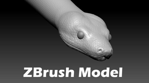 Boa Constrictor Zbrush Model