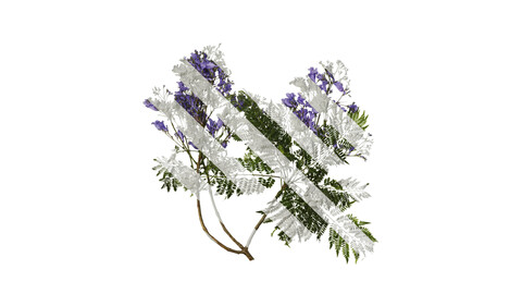 Anydrafts Jacaranda mimosifolia Atlas 15 Texture