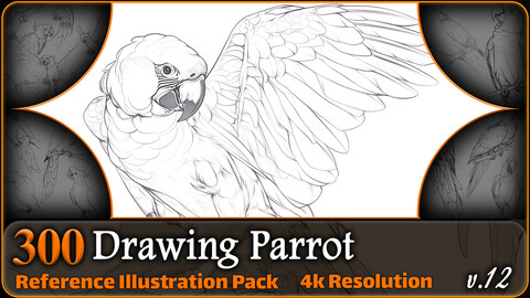 300 Drawing Parrot Reference Pack | 4K | v.12