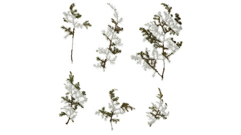 Anydrafts Juniperus rigida Atlas 04 Texture