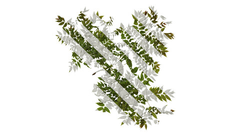 Anydrafts Koelreuteria paniculata Atlas 11 Texture