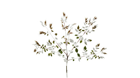 Anydrafts Koelreuteria paniculata Atlas 15 Texture