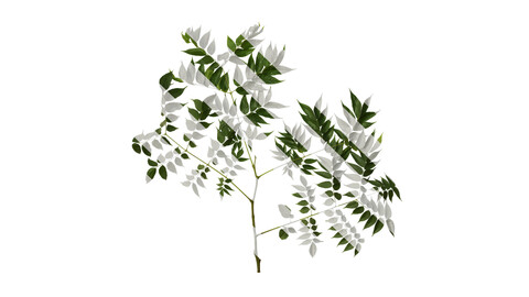 Anydrafts Koelreuteria paniculata Atlas 17 Texture