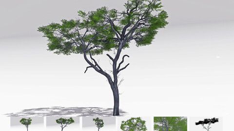 African Acacia Tree-S5