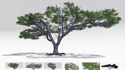 African Acacia Tree-S4