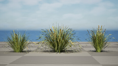 High-Quality 3D Lomandra longifolia