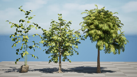 Moringa Oleifera Tree