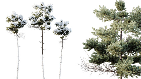 AV Plants Pinus Echinata Winter Snow